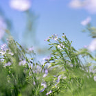 Delicate sky-blue Blue Flax flowers blooming on slender green stems against a soft blue sky.