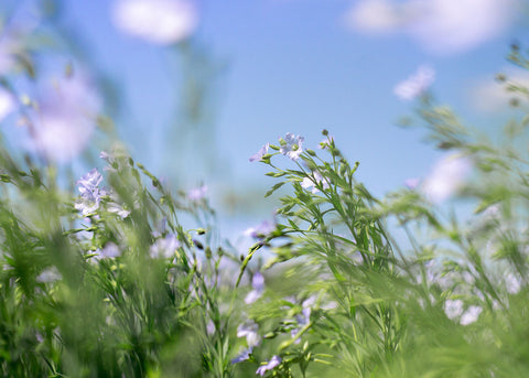 Blue Flax - Perennial Flax Seeds