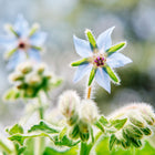 Bright blue, star-shaped Borage flowers with fuzzy green buds and leaves in a garden setting.
