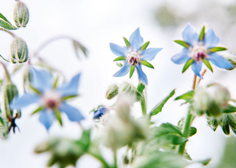 Flower Seeds_Borage_Bucktown Seed Company-03