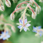 Star-shaped blue Borage flower with fuzzy, hairy stems and buds against a soft green background.