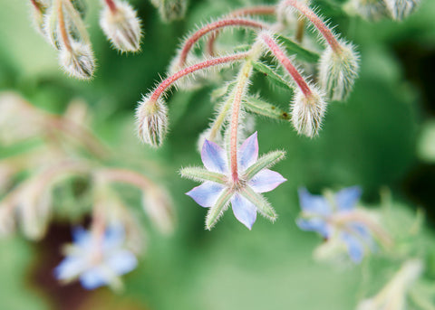Flower Seeds_Borage_Bucktown Seed Company-02