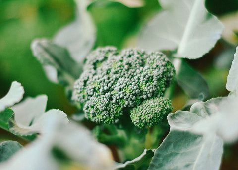 Heirloom Seeds_Broccoli De Cicco_Bucktown Seed Company-02