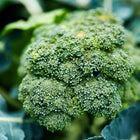 Close-up of a blue-green Waltham 29 broccoli head with tight buds growing among large, leafy foliage.