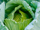 Close-up of a vibrant green Early Jersey Wakefield cabbage head with water droplets on its tender, ruffled leaves.