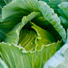 Close-up of a vibrant green Early Jersey Wakefield cabbage head with water droplets on its tender, ruffled leaves.
