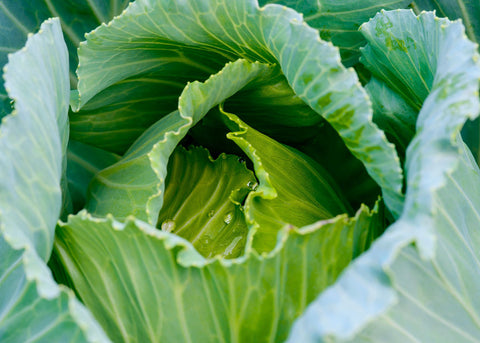 Heirloom Seeds_Cabbage Early Jersey Wakefield_Bucktown Seed Company-02