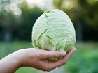 Hand holding a fresh, cone-shaped Early Jersey Wakefield cabbage head with water droplets.