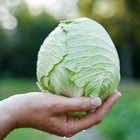 Hand holding a fresh, cone-shaped Early Jersey Wakefield cabbage head with water droplets.