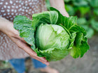 Hands holding a freshly harvested Late Flat Dutch cabbage with pale green leaves and water droplets.