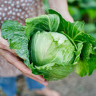 Hands holding a freshly harvested Late Flat Dutch cabbage with pale green leaves and water droplets.