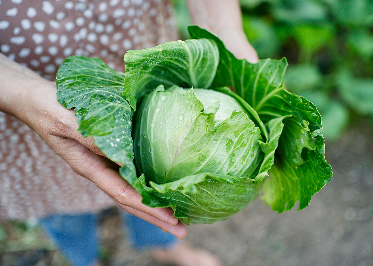 Late Flat Dutch Cabbage Seeds Bucktown Seed Company