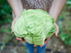 Hands holding a large, dense, pale green Late Flat Dutch cabbage head with water droplets on the leaves.