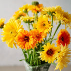 A bouquet of Pacific Beauty Mix calendula flowers in vibrant shades of orange, gold, and yellow in a green vase.