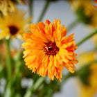Vibrant orange Pacific Beauty Mix calendula flower in bloom with soft-focus yellow blossoms in the background.