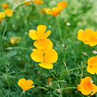 Vibrant golden-orange California Orange poppy flowers blooming among fine, blue-green feathery foliage.