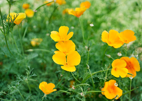 California-Orange_Poppy_Flower Seeds_Bucktown Seed Company_02