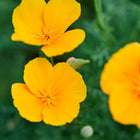 Vibrant orange California Orange poppy flowers blooming above fine, blue-green foliage.