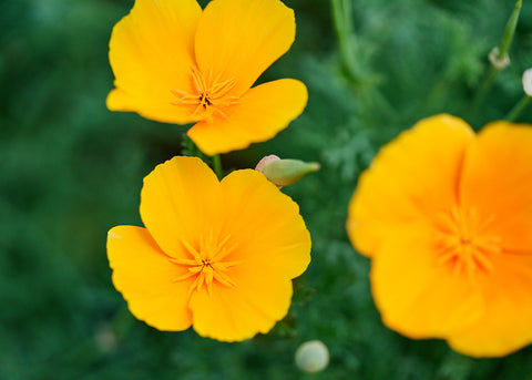 California-Orange_Poppy_Flower Seeds_Bucktown Seed Company_01