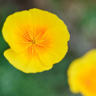 Top-down view of a vibrant yellow California Orange poppy flower with a deep orange center against a soft green background.