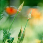 California Orange poppy flower buds rising above delicate, blue-green feathery foliage in a garden.