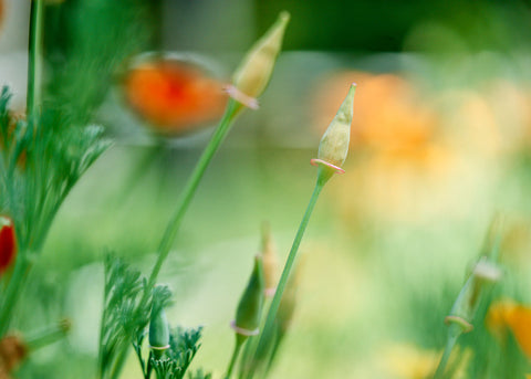 California-Orange_Poppy_Flower Seeds_Bucktown Seed Company_03