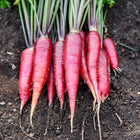 Freshly harvested Cosmic Purple carrots with deep violet skin and green tops lying on dark garden soil.