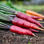 Freshly harvested Cosmic Purple carrots with deep violet skin and green tops lying on dark garden soil.