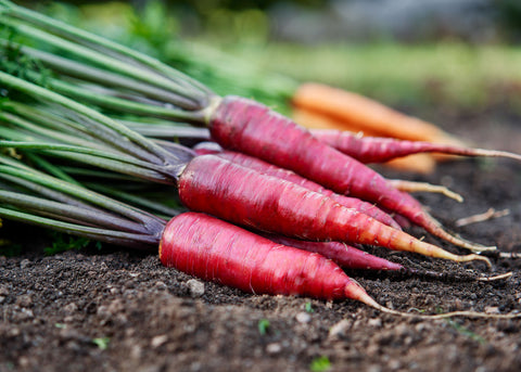 Heirloom Seeds_Carrot Cosmic Purple_Bucktown Seed Company-01