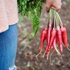 Hand holding a freshly harvested bunch of Cosmic Purple carrots with vibrant violet skin and green tops.