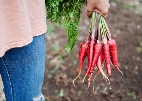 Heirloom Seeds_Carrot Cosmic Purple_Bucktown Seed Company-02