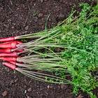 Harvested Cosmic Purple carrots with deep violet skin and green tops lying on dark garden soil.