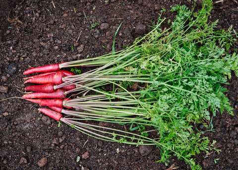 Heirloom Seeds_Carrot Cosmic Purple_Bucktown Seed Company-03
