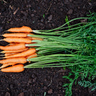 Freshly harvested Danvers 126 carrots with bright orange roots and green tops lying on dark garden soil.