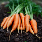 Freshly harvested Danvers 126 carrots with bright orange roots and green tops resting on dark garden soil.