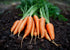 Heirloom Seeds_Carrot Danvers 126_Bucktown Seed Company-01
