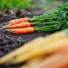 Freshly harvested Nantes Scarlet carrots with green tops lying on dark garden soil.