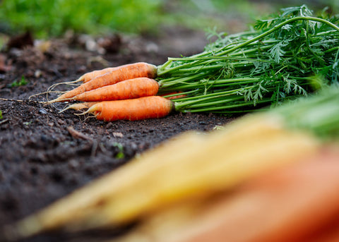 Heirloom Seeds_Carrot Nantes Scarlet_Bucktown Seed Company-04