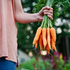 Hand holding a freshly harvested bunch of bright orange Nantes Scarlet carrots with green tops.