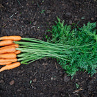 Freshly harvested Nantes Scarlet carrots with bright orange roots and green tops lying on dark garden soil.