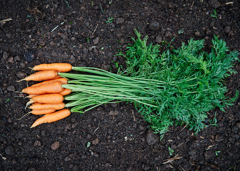 Heirloom Seeds_Carrot Nantes Scarlet_Bucktown Seed Company-02