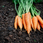 Freshly harvested Nantes Scarlet carrots with green tops lying on dark garden soil.