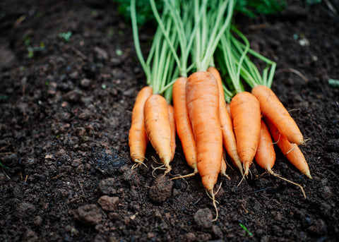 Heirloom Seeds_Carrot Nantes Scarlet_Bucktown Seed Company-05