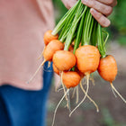 A hand holding a freshly harvested bunch of round, orange Paris Market carrots with green tops.
