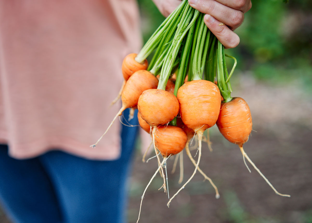 MPB#5 Parisian Carrot Seeds – 300 Vegetable Seeds – Fresh, High Germination (85%+) – USA