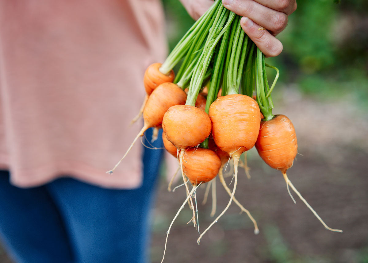 MPB#5 Parisian Carrot Seeds – 300 Vegetable Seeds – Fresh, High Germination (85%+) – USA