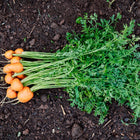 Freshly harvested Paris Market carrots with round orange roots and green leafy tops lying on dark soil.