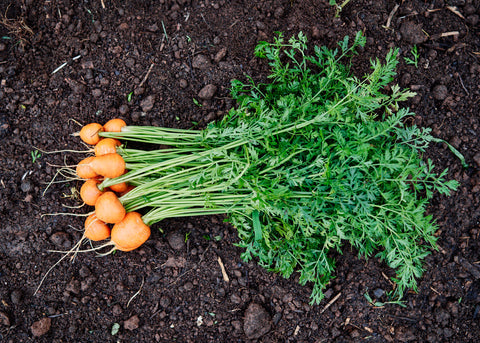 Heirloom Seeds_Carrot Parisian_Bucktown Seed Company-02