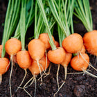 Freshly harvested Paris Market carrots with round orange roots and green tops resting on dark garden soil.