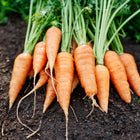 Freshly harvested Red Core Chantenay carrots with green tops lying on dark garden soil.